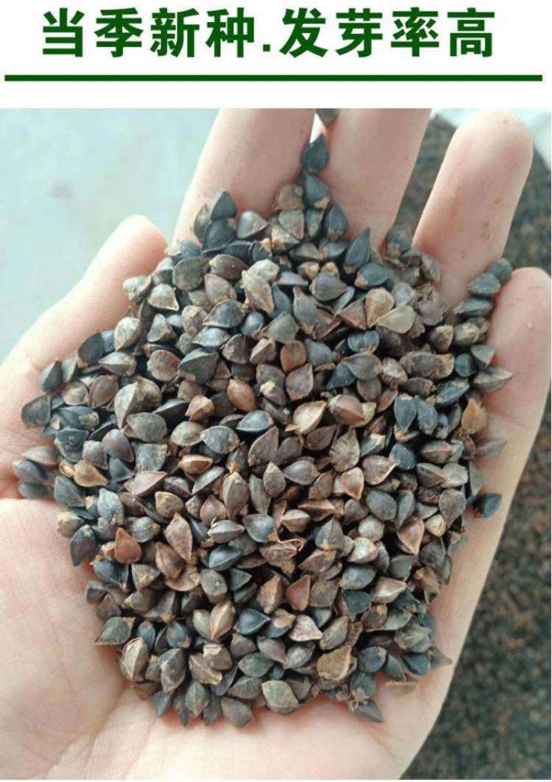 荞麦带壳荞麦农家自种当季新货散装