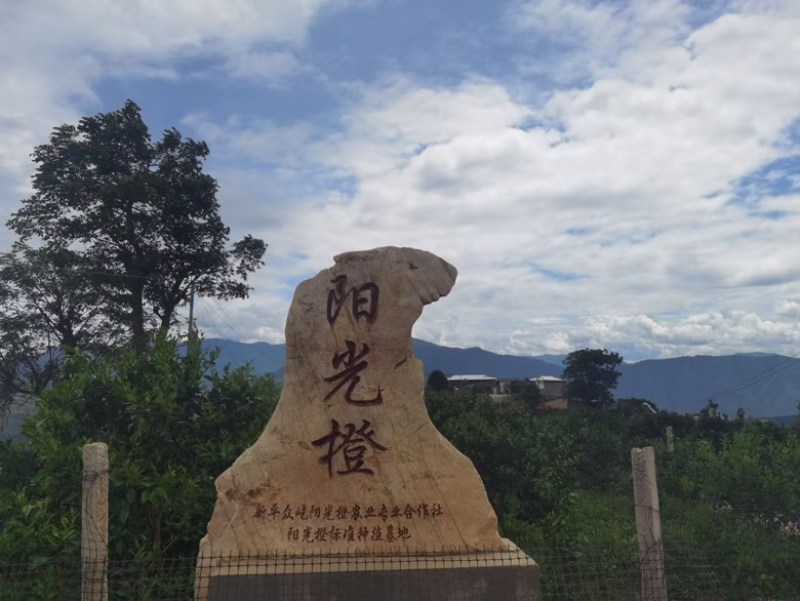 冰糖橙云南新平基地直发，按件发货，日产200吨，精品出货。