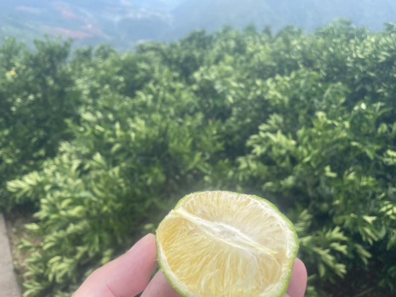 冰糖橙云南新平基地直发，按件发货，日产200吨，精品出货。