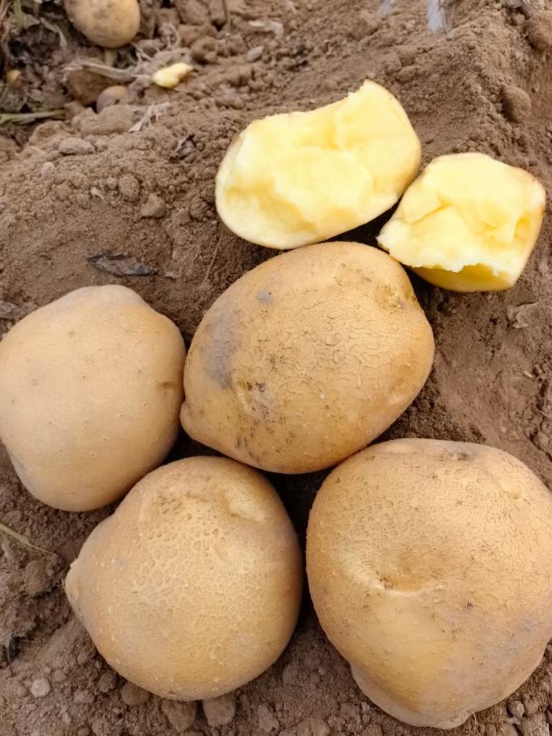 精品黄心土豆，西森，沃土