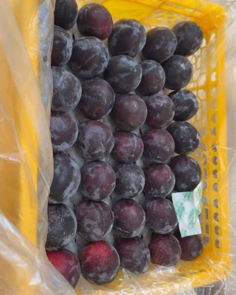 新疆伊犁樱桃李