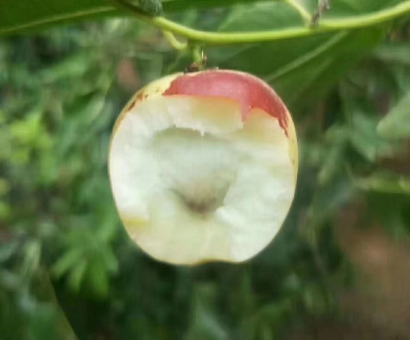 沾化冬枣