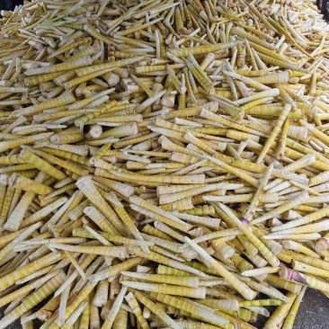 云南大山上的新鲜竹笋，纤维食品