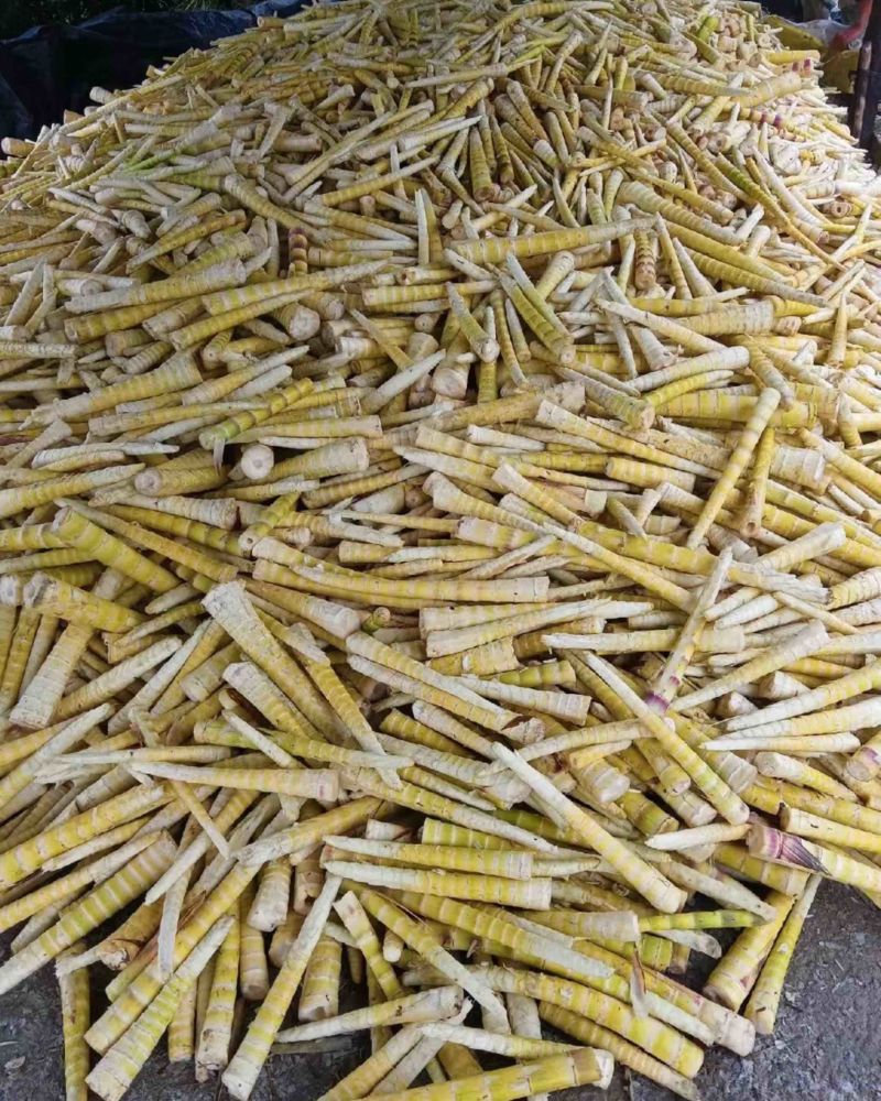 云南大山上的新鲜竹笋，纤维食品