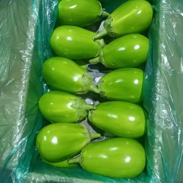 青茄圆茄