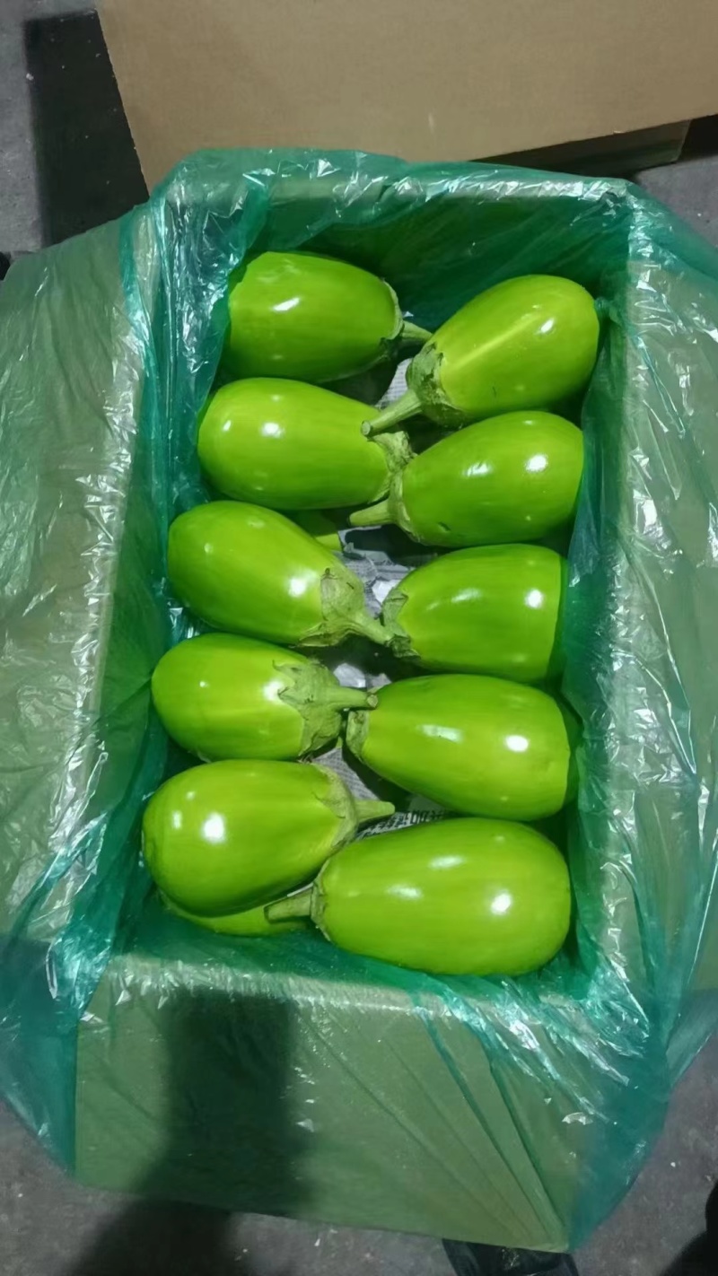 青茄圆茄