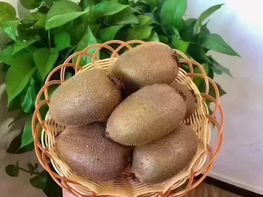 新鲜采摘的绿心猕猴桃摆放在竹篮中 新鲜采摘的绿心猕猴桃摆放在竹篮中