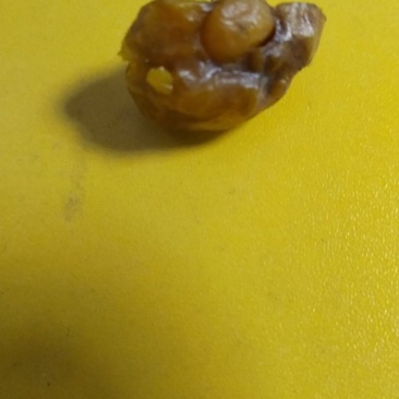鸭宝