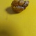 鸭宝