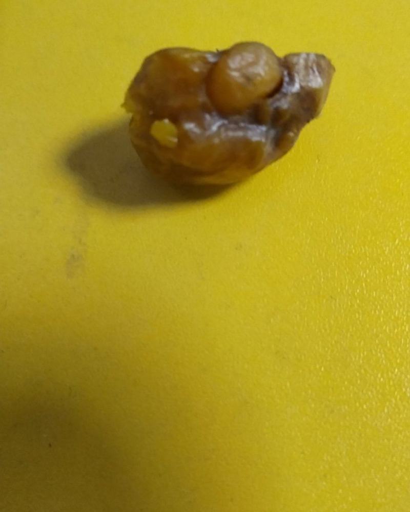 鸭宝