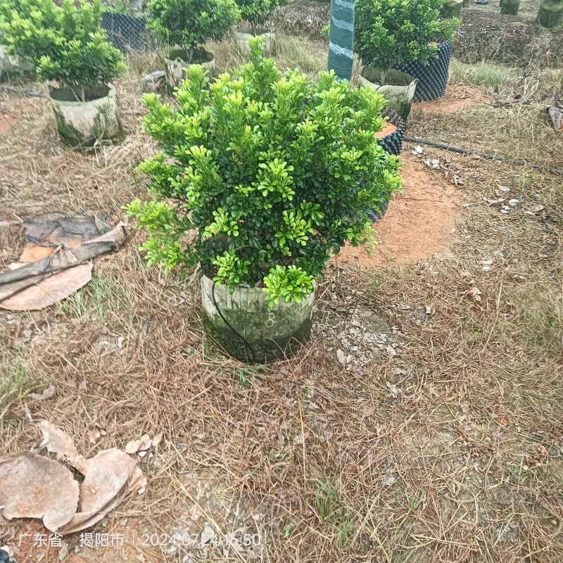 米兰市政货袋苗，60-100厘米