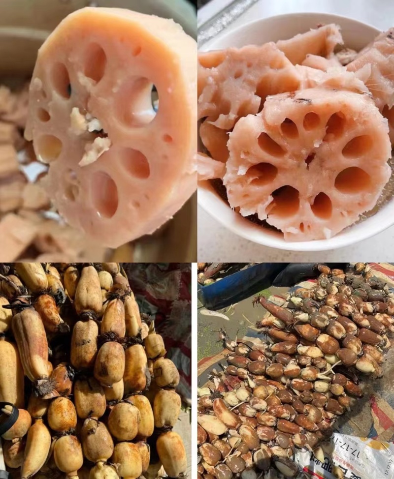 现挖，货量大2.8-3.0一斤