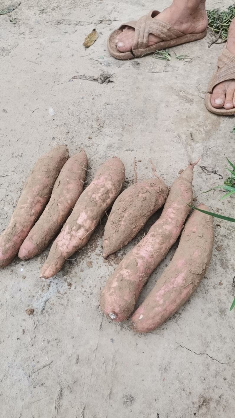 白哈密红薯