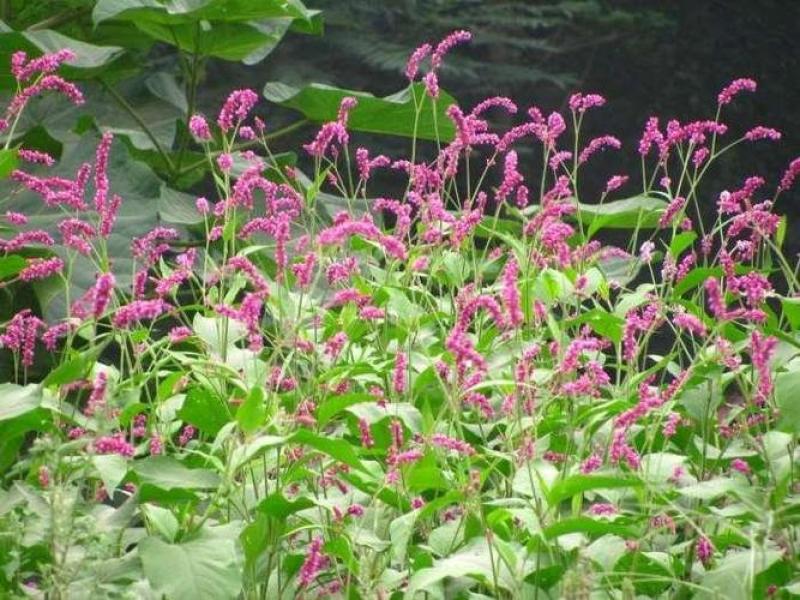 野生水红花，水红花子七十亩