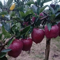 甘肃天水花牛苹果