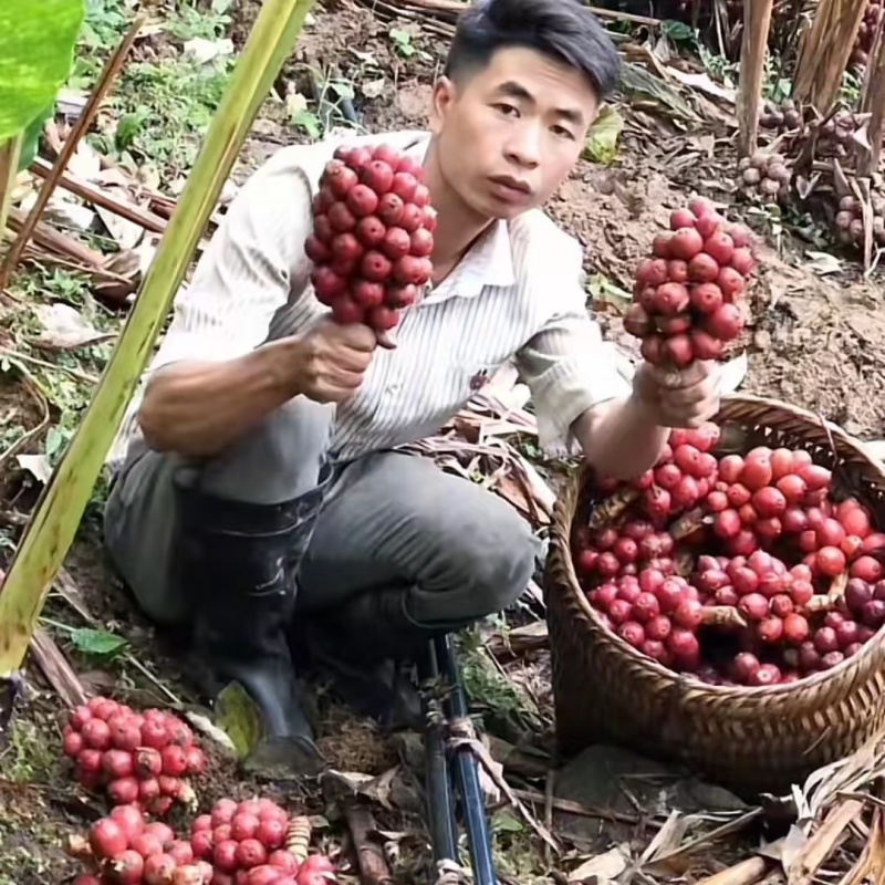 旱地草果苗正在热销中。两年结果。草果是农民致富之路最佳选择。