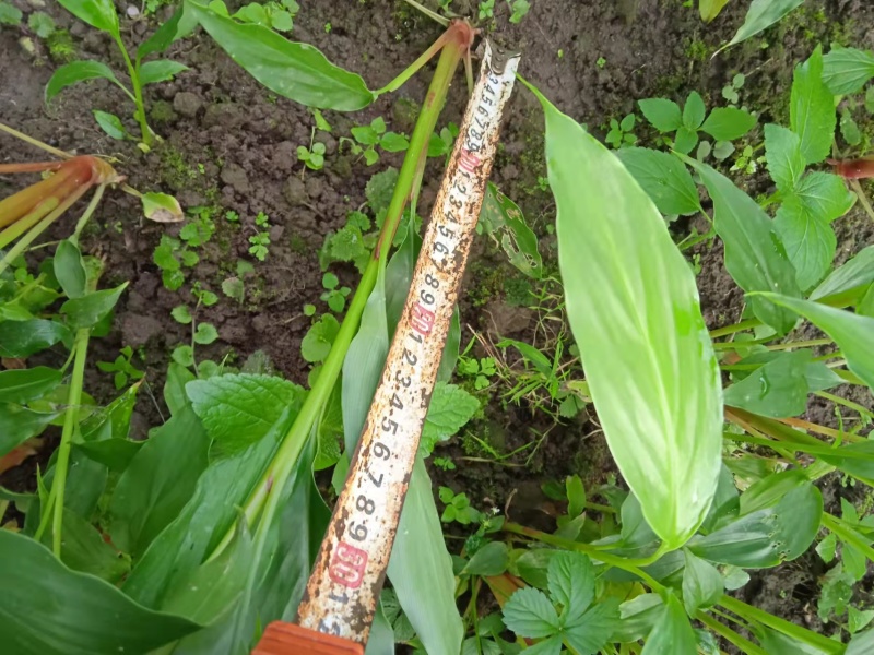 旱地草果苗正在热销中。两年结果。草果是农民致富之路最佳选择。