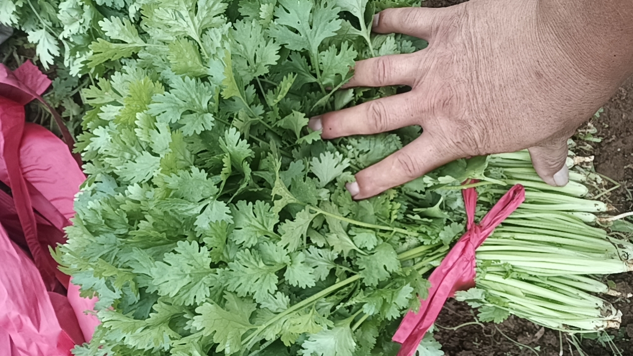 香菜冷冻保存示意图 香菜冷冻保存示意图