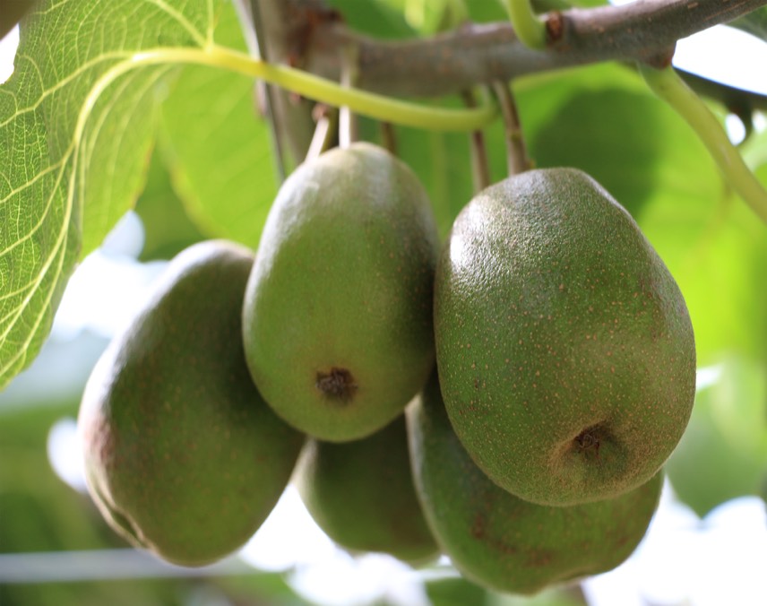 红心猕猴桃果实特写