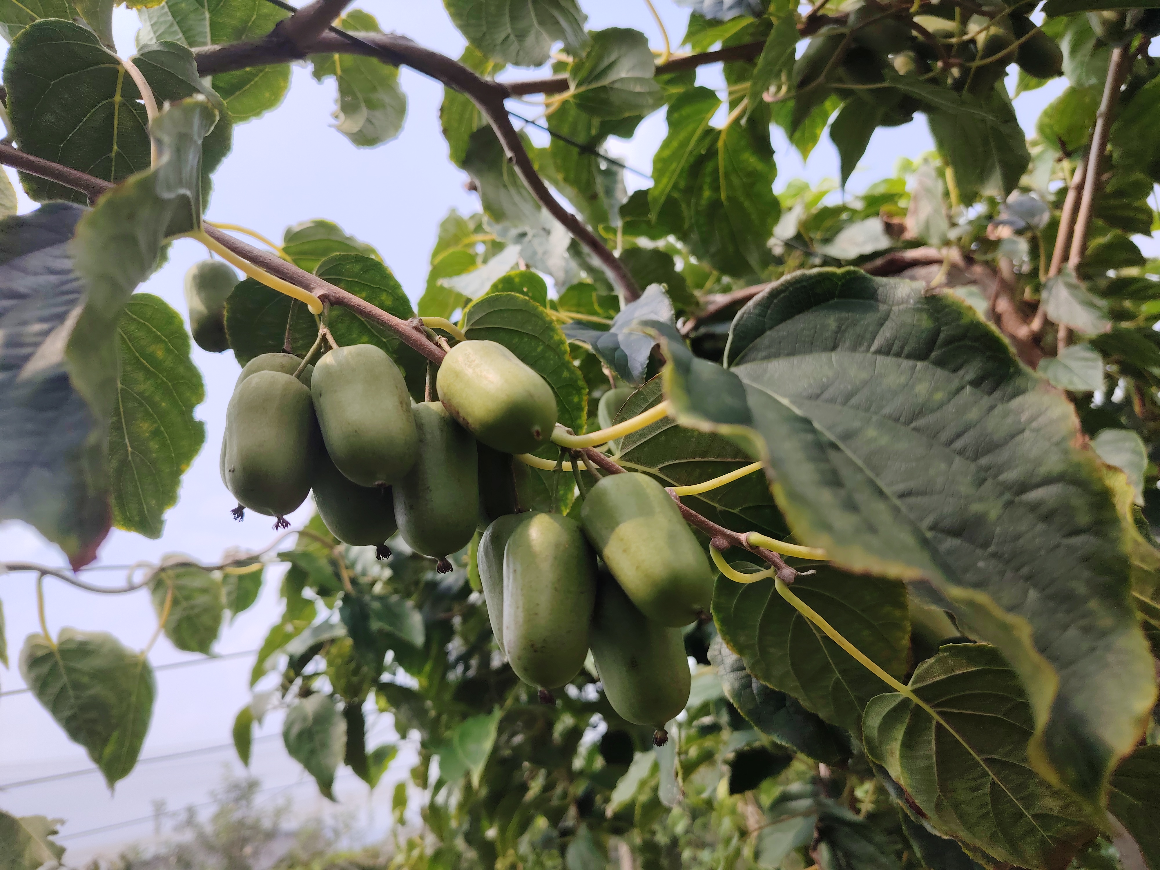 软枣猕猴桃植株与果实特写