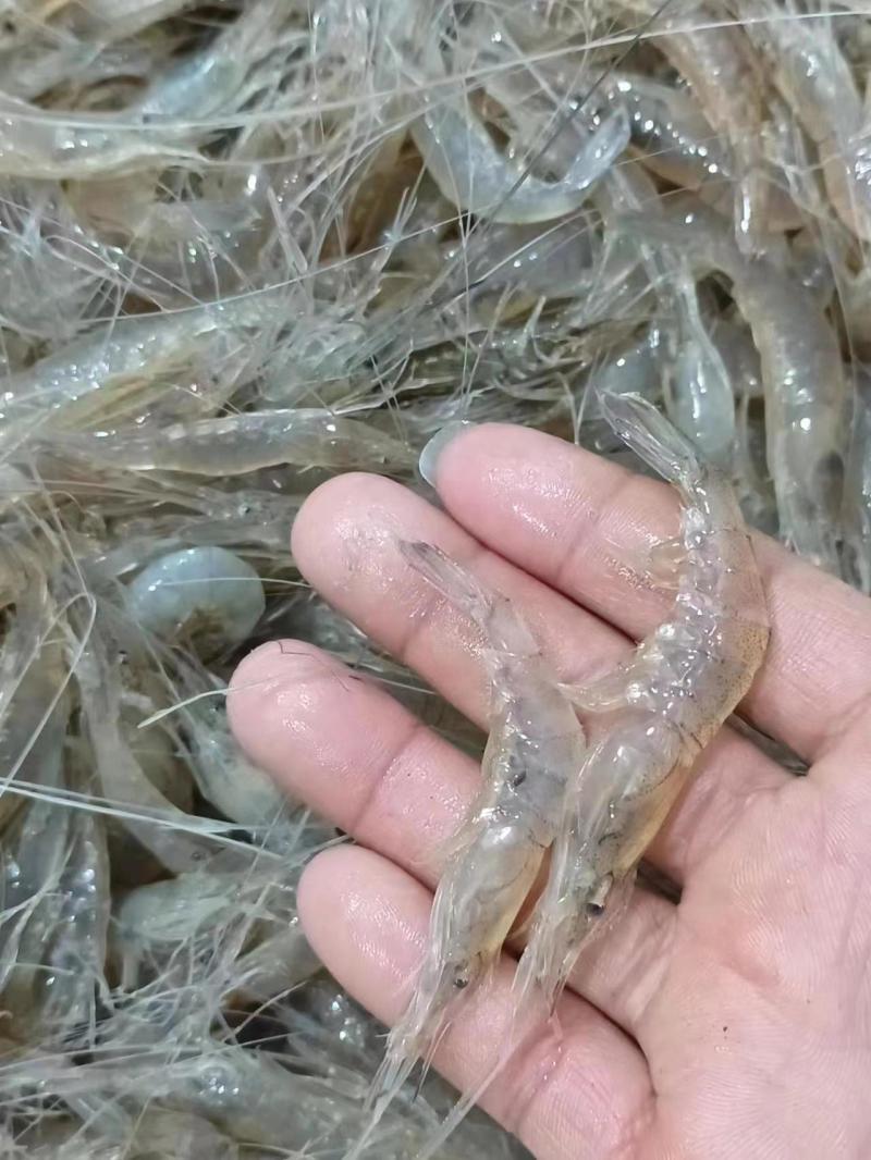 速冻，规格280粒左右