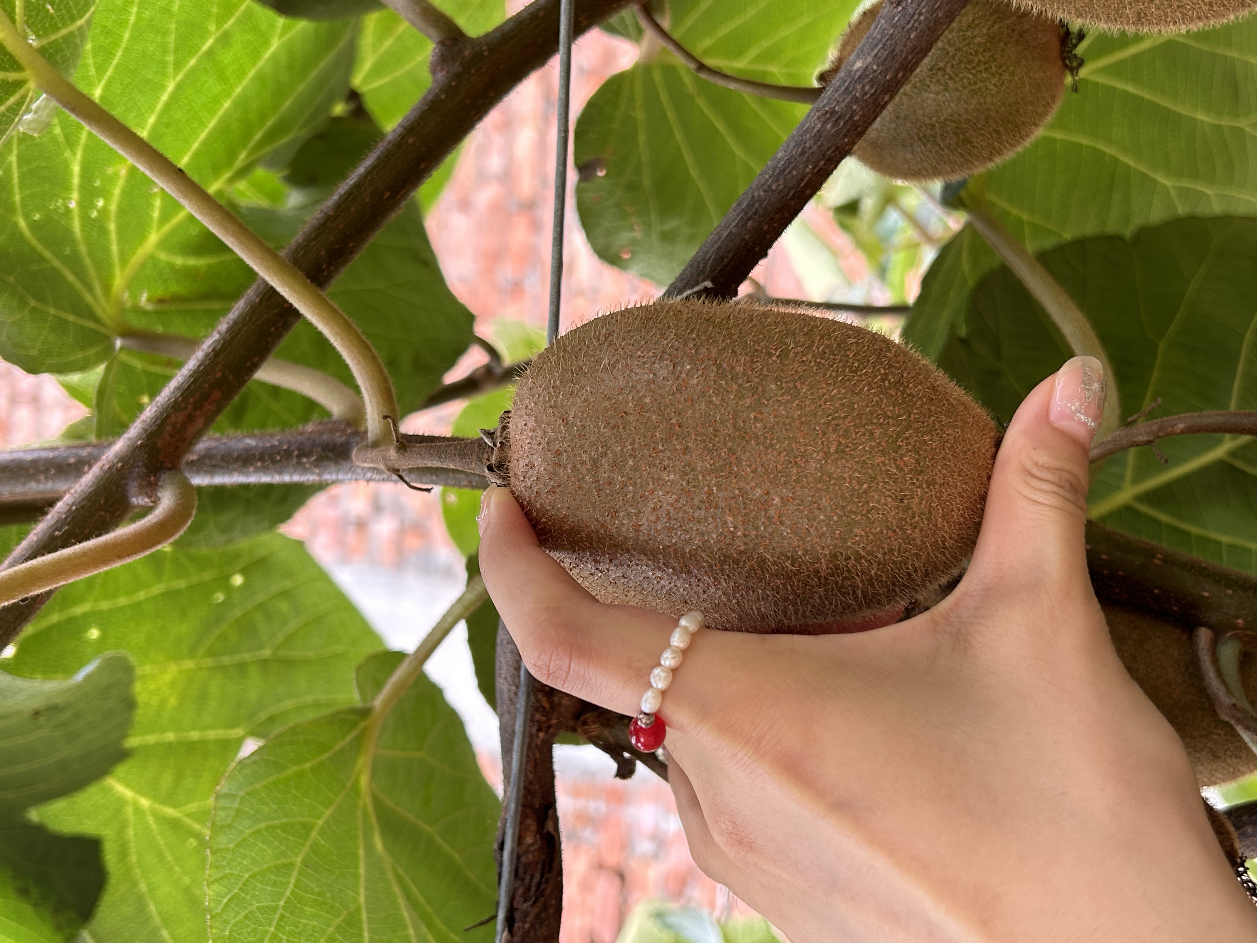 翠香猕猴桃果实特写