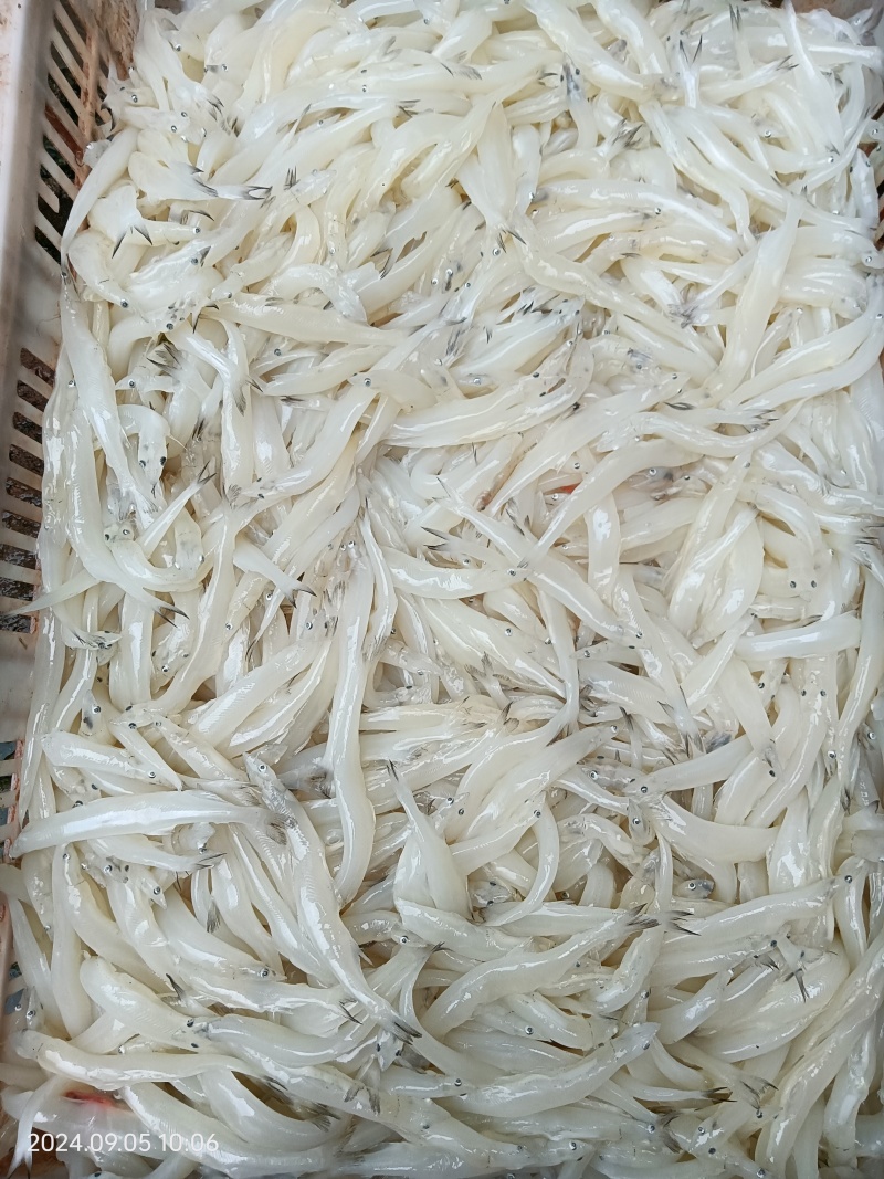 一公斤120-150条