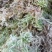 优质特级水苔