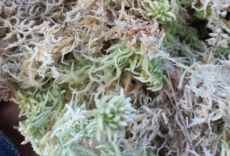 优质特级水苔