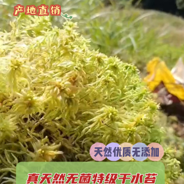 优质特级水苔