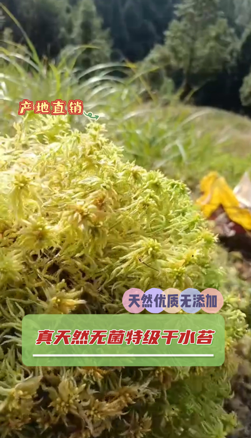 优质特级水苔