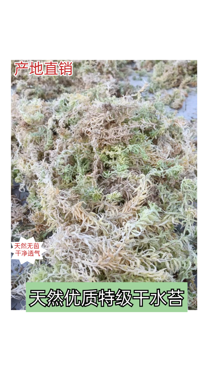 优质特级水苔
