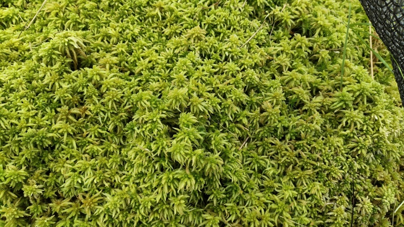 优质特级水苔