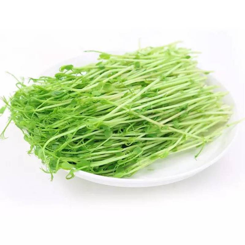 水培芽苗菜水培豌豆苗无添加有黄有绿