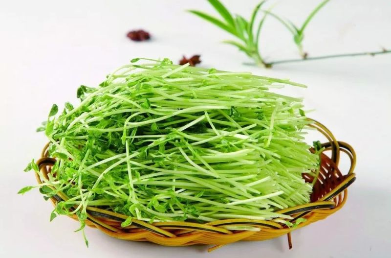 水培芽苗菜水培豌豆苗无添加有黄有绿