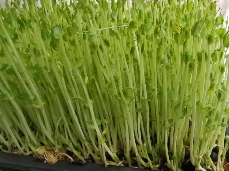 水培芽苗菜水培豌豆苗无添加有黄有绿