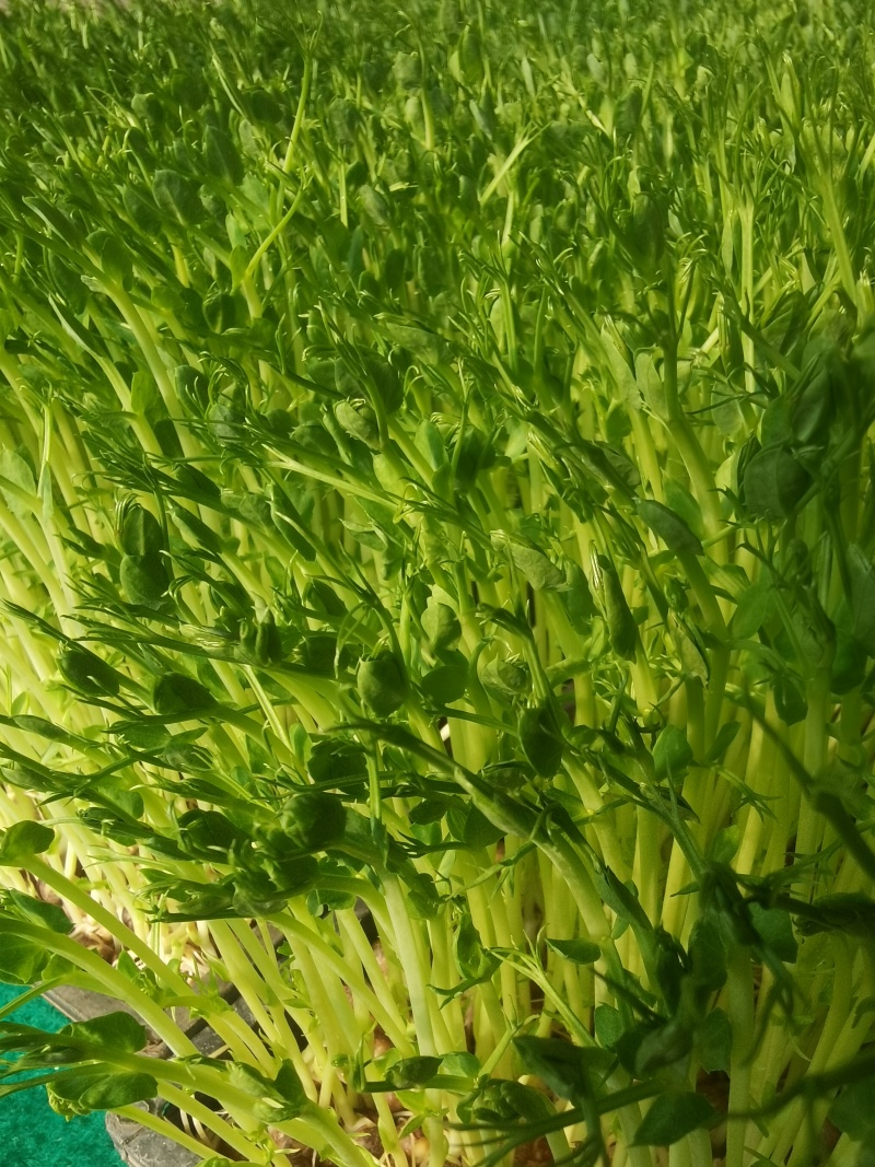 水培芽苗菜水培豌豆苗无添加有黄有绿