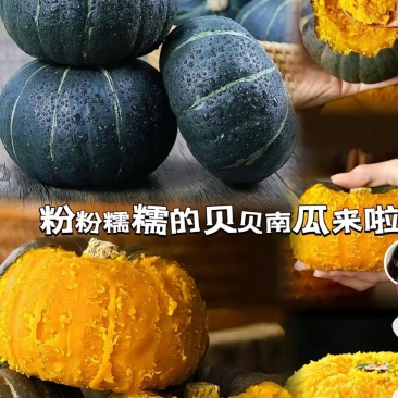 贝贝南瓜