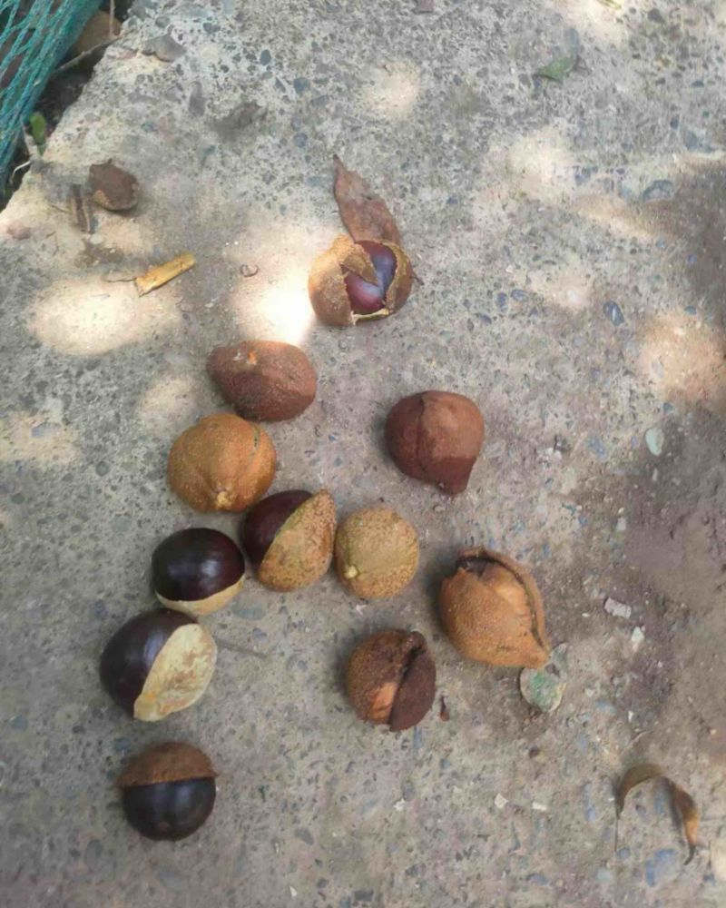 野生七叶数果实，又叫娑罗子。大量有货，需要的可以联系