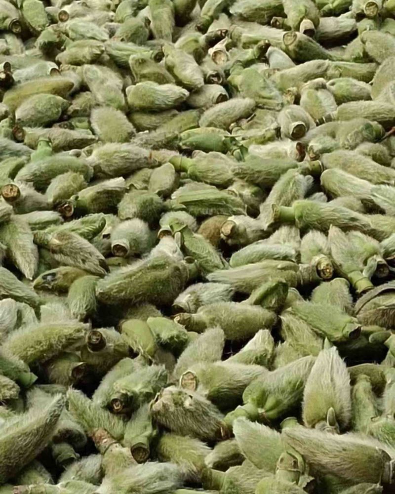 野生辛夷干货价，大量有货，需要的联系
