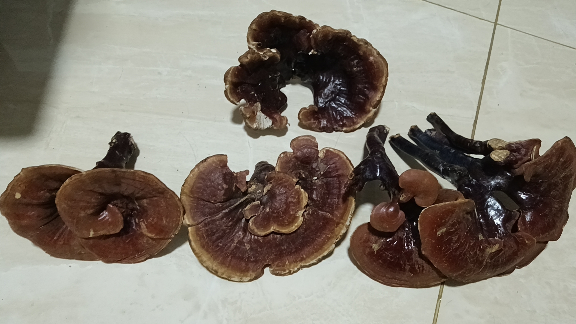 赤灵芝煲猪骨汤正在炖煮过程