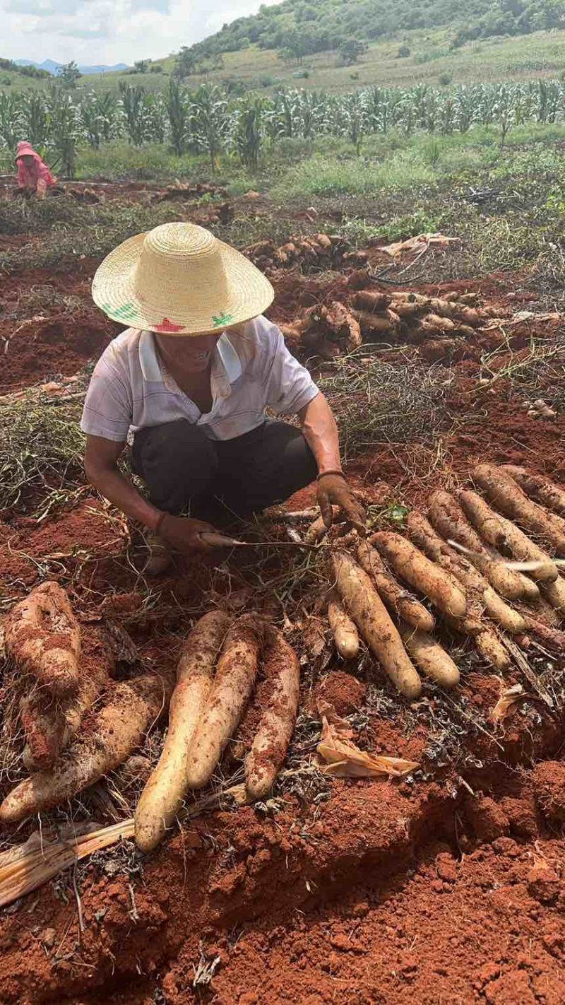 云南林之山药大量有货