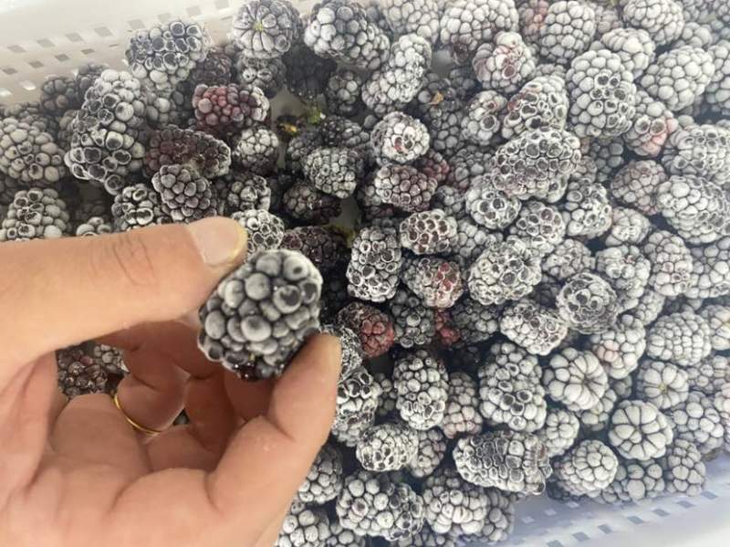 大量库存冷冻食品黑莓冻果冷冻黑莓速冻黑莓