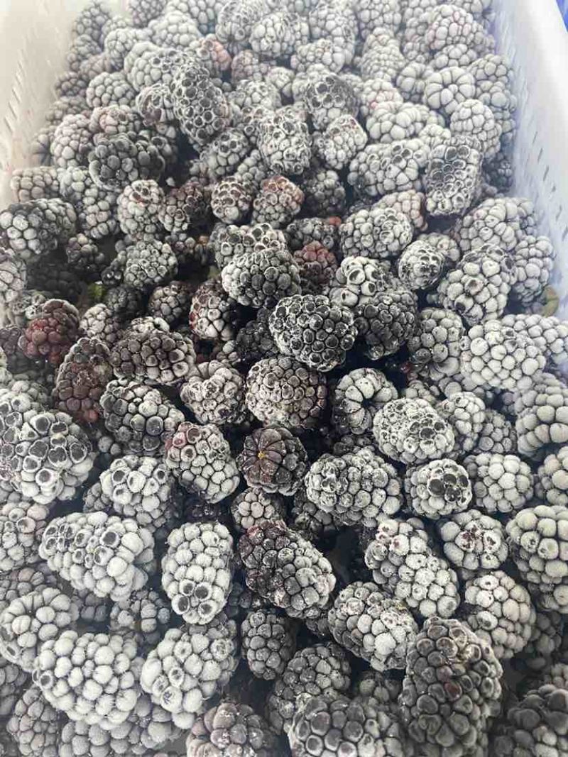 大量库存冷冻食品黑莓冻果冷冻黑莓速冻黑莓