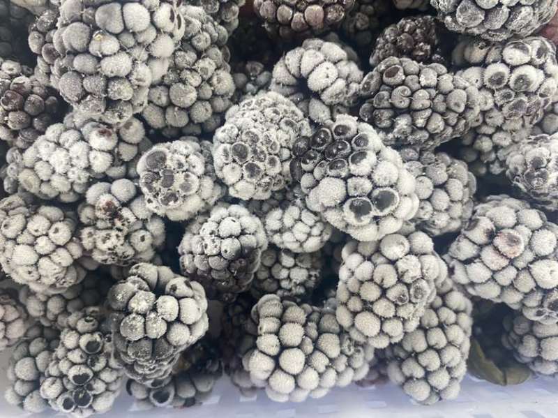 大量库存冷冻食品黑莓冻果冷冻黑莓速冻黑莓