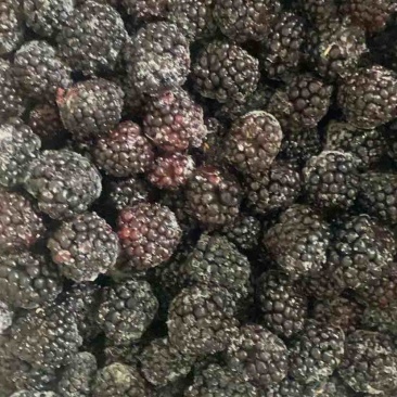 大量库存冷冻食品黑莓冻果冷冻黑莓速冻黑莓