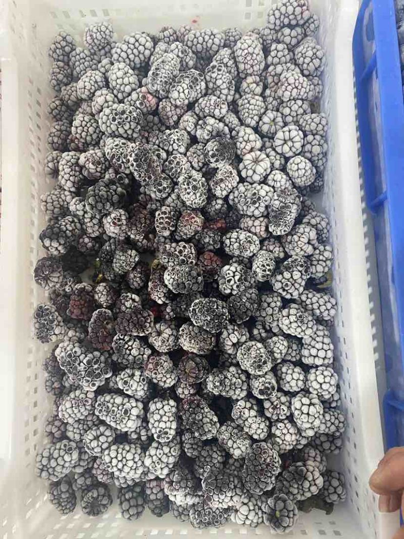 大量库存冷冻食品黑莓冻果冷冻黑莓速冻黑莓