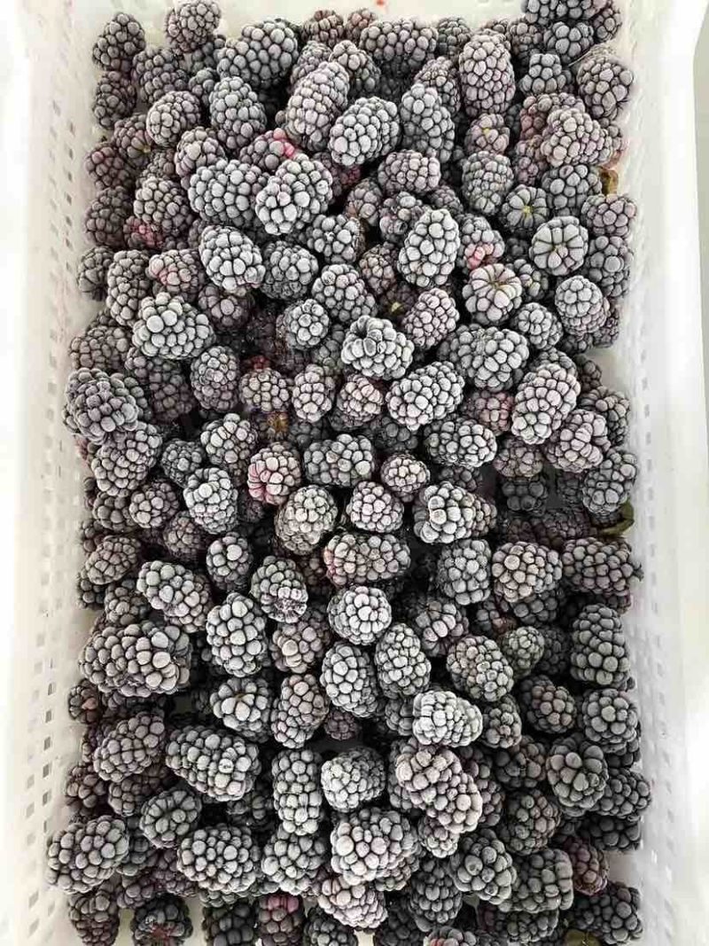 大量库存冷冻食品黑莓冻果冷冻黑莓速冻黑莓