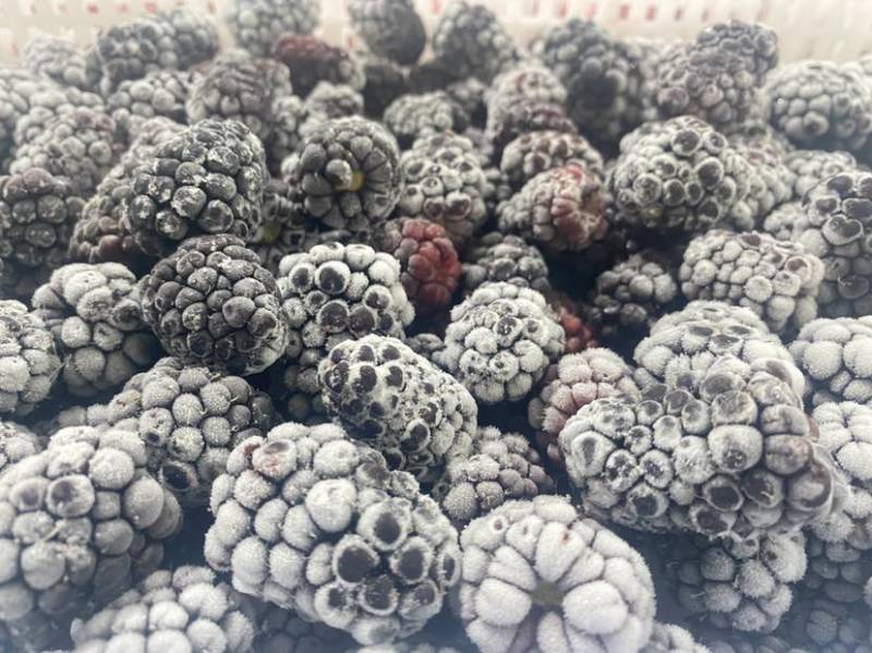 大量库存冷冻食品黑莓冻果冷冻黑莓速冻黑莓