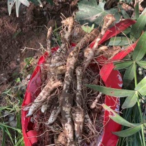 野生鸡头黄精